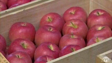 リンゴの初競り最高値1箱3万2400円 青森県弘前市 | 青森のニュース
