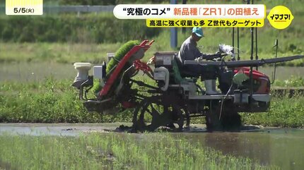 高温に強く収量も多い 関係者は“究極のコメ”に期待 新品種「ZR1」の