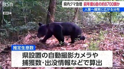推定の6倍以上『ツキノワグマ』8700頭生息 出没も過去最多ペース【新潟