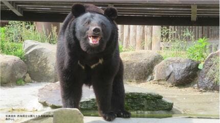 クマ】九州上陸はある？ 山口県でも目撃情報「水は怖くないが…」 関門