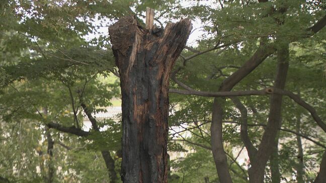 名古屋城の敷地内でサクラの木1本が焼ける  現場は立ち入り禁止エリア  職員らが消火器で消火|TBS NEWS DIG