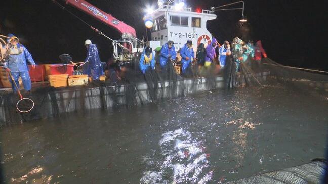 「イワシ」「ヤリイカ」は好調…「ホタルイカ」「スルメイカ」など不振 富山湾の漁獲量(3月)平年 やや下回る|TBS NEWS DIG