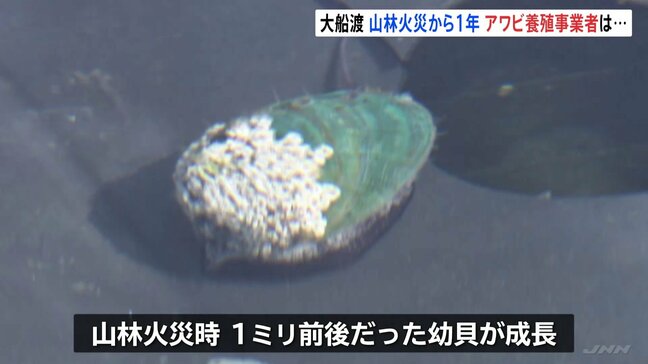 大船渡山林火災から1年　東日本大震災と山林火災の二重被災　アワビ養殖業者「災害に負けない企業」へ　養殖のノウハウ伝えるコンサルタント事業に乗り出す　岩手|TBS NEWS DIG