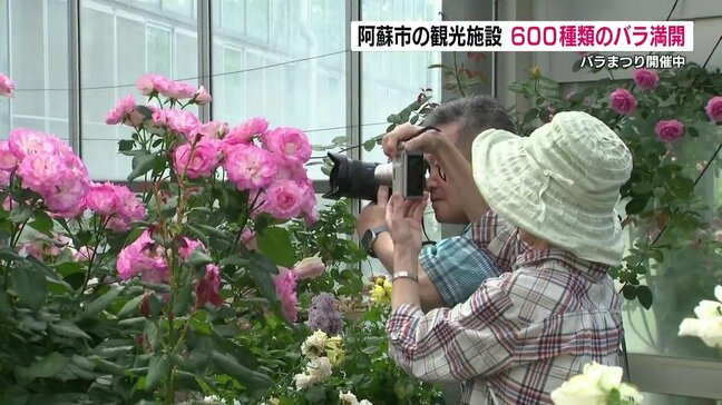西日本最大級！温室ドームで世界各地のバラ満開　600種類の色・香り鮮やかに　熊本・阿蘇市|TBS NEWS DIG