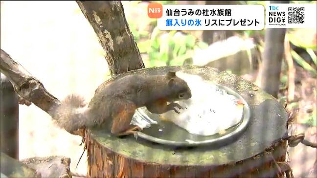 “リス”に夏バテ防止「やさい氷」プレゼントで“リス”氷に夢中 仙台うみの杜水族館|TBS NEWS DIG