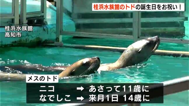 高知市の桂浜水族館で人気のトド「ニコ」「なでしこ」の誕生日を祝おう！　|TBS NEWS DIG