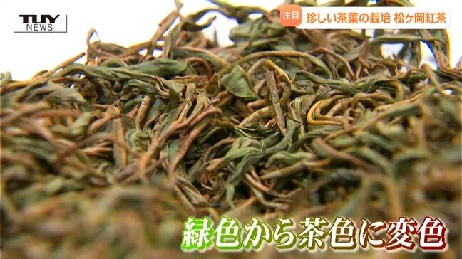 【動画】一時は失われるも復活！ "松ヶ岡茶" の茶葉の摘み取りが最盛期 　復活させた人々の思いと紅茶の歴史とは（山形・鶴岡市）|TBS NEWS DIG