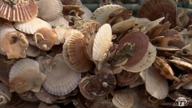 猛暑による青森県「陸奥湾ホタテ」の大量死を受け「北海道産ホタテ」移入へ　養殖産業の再生に向けて「みんなでがんばっていこうという意欲がわいてくる」|TBS NEWS DIG