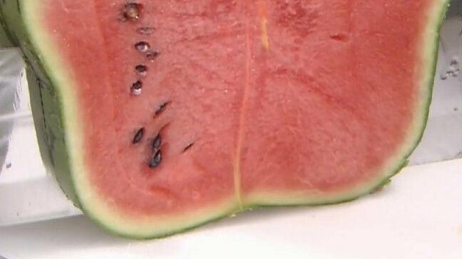 世界にここだけ!? 青空すいか「ハート型」に加えて『新たな形』が登場! 誕生の裏に3年前に取材をした市川キャスターが!?|TBS NEWS DIG