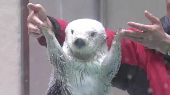 ラッコの「メイちゃん」21歳の誕生日 人間なら約90歳  カニやホタテの特製ケーキにかぶりつく！ 鳥羽水族館|TBS NEWS DIG