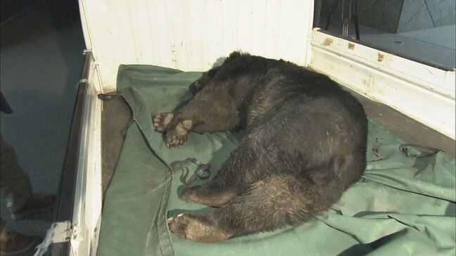 “緊急銃猟” 岐阜の9割以上の市町村で始まらず… 住宅街でクマ出没時に市町村判断で猟銃の使用が可能になる改正法【独自】|TBS NEWS DIG