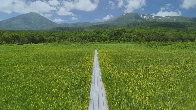 夏の八甲田「田代平湿原」花々が咲き誇る涼やかな風景【カメラマンが見るレンズの先の世界】|TBS NEWS DIG