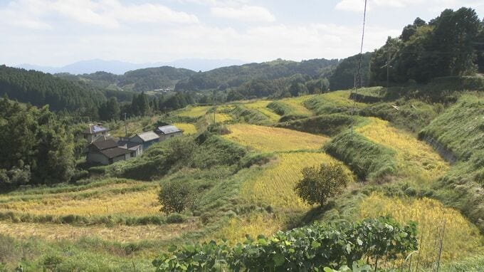 「コメを作る人がいなくなる」ブランド化で人を集めたい…棚田で育つ新米「朴木米」プロジェクト、過疎化進む大分・由布市の集落の挑戦始まる　|　大分のニュース｜OBS NEWS｜大分放送