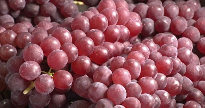 「粒が大きく張って見栄えも良い」夏の味覚・デラウェア初出荷 金沢市　|　石川県のニュース｜MRO北陸放送