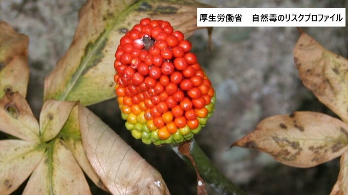 野草の実を口に含んだ幼児が強い痛みを訴え救急搬送　マムシグサを誤食した食中毒と断定　山梨　|　山梨のニュース | ＵＴＹテレビ山梨