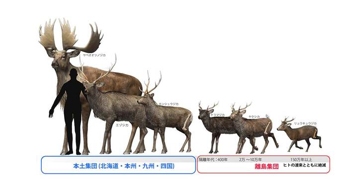 最新研究「シカの骨をスライスしたら分かったこと」離島に生息する哺乳類は本土より長寿化　|TBS NEWS DIG