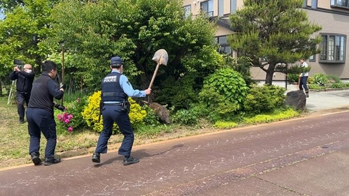 スコップを振り上げる警察官！その先には…　街中でイノシシが爆走、3時間居座り逃亡（山形・河北町）|TBS NEWS DIG