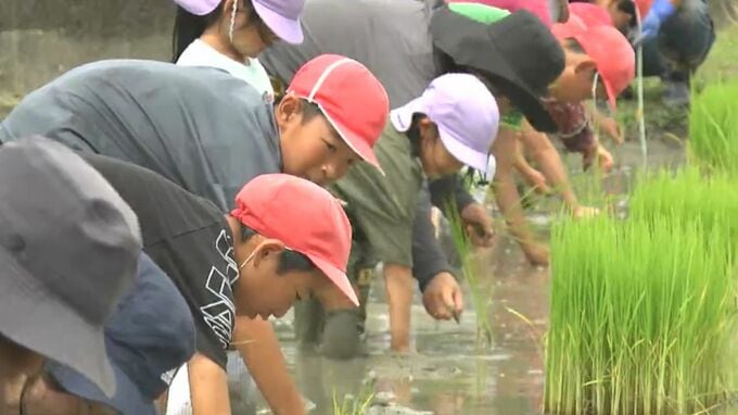 米作りをする人が居なくなった休耕田で幼稚園児たちが田植え「地域の農地はみんなで守ろう」【岡山・備前市】|TBS NEWS DIG