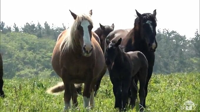 母馬と子馬仲良くぽくぽく　出産シーズン迎えた青森県東通村の尻屋崎に放牧の「寒立馬」　草を食んだり走り回ったり　日向ぼっこも　見守るさいは柵の外から|TBS NEWS DIG
