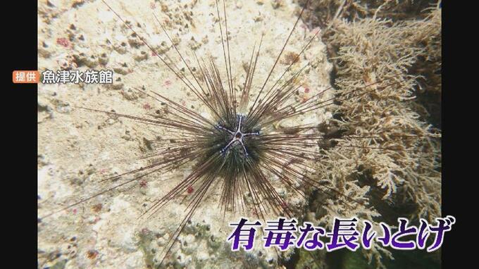 富山湾で越冬していた“南方系”のウニ…潜水調査から見えてきた海の変化とは　富山　|　富山のニュース｜天気・防災｜チューリップテレビ