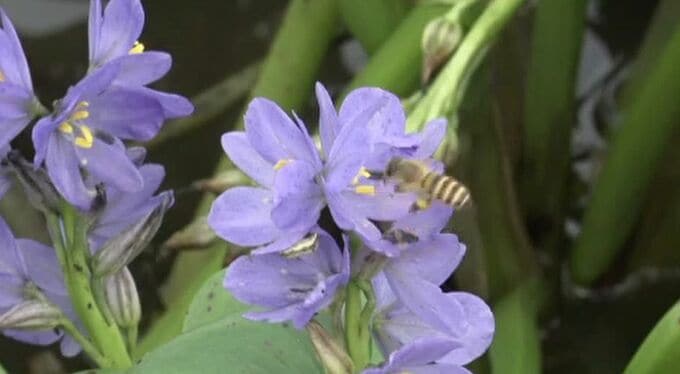 絶滅危惧種の「ミズアオイ」 木場潟公園で約350株が花を咲かせる　|　石川県のニュース｜MRO北陸放送