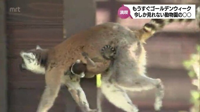 GW直前　赤ちゃん誕生　名物イベントと遊具再開と盛りだくさんの宮崎市フェニックス自然動物園　　|　MRTニュース ｜ ＭＲＴ宮崎放送