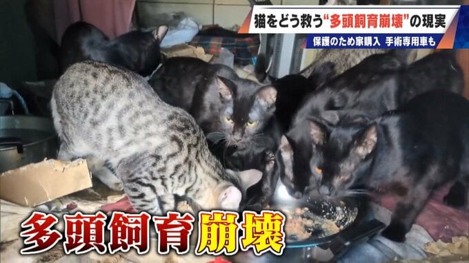｢最悪の現場。今から亡くなっている子を探す｣ 猫の多頭飼育崩壊… 30匹以上が暮らすごみ屋敷 電気が止まり家主は半年間マンガ喫茶で寝泊まり|TBS NEWS DIG