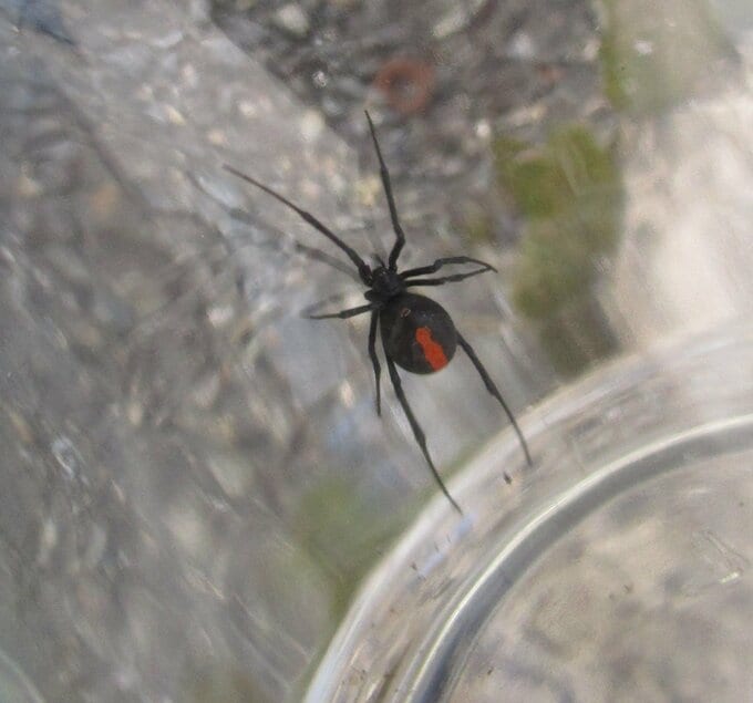 側溝でセアカゴケグモ　近隣住民が発見し殺虫剤で駆除　雌１匹　周辺では２年前にも確認　広島県三原市　|　RCC NEWS | 広島ニュース | RCC中国放送