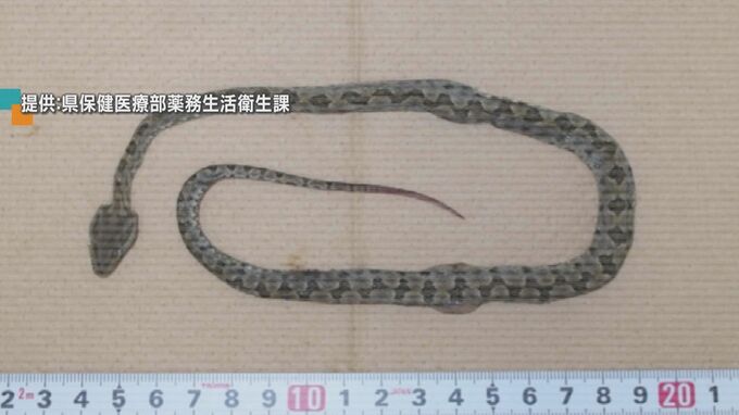 「いないはず」のハブが死骸で見つかった宮古島　県による生息調査始まる　|　沖縄のニュース｜RBC 琉球放送