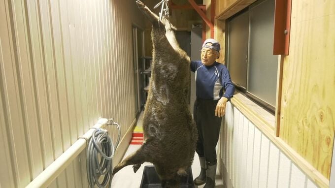 まさに「山の主」…「巨大イノシシ」捕獲に成功　体重140キロ・通常のイノシシの2倍以上、肉は400人前　「怖かった、カバかと思いました」　|　BSSニュース | BSS山陰放送