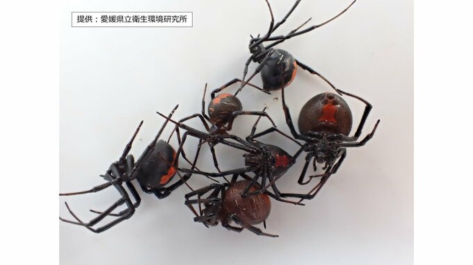 河川敷のテニスコートや中学校など「セアカゴケゴモ」発見相次ぐ 愛媛・新居浜市|TBS NEWS DIG