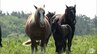 母馬と子馬仲良くぽくぽく　出産シーズン迎えた青森県東通村の尻屋崎に放牧の「寒立馬」　草を食んだり走り回ったり　日向ぼっこも　見守るさいは柵の外から　|　青森のニュース│ATV NEWS│青森テレビ