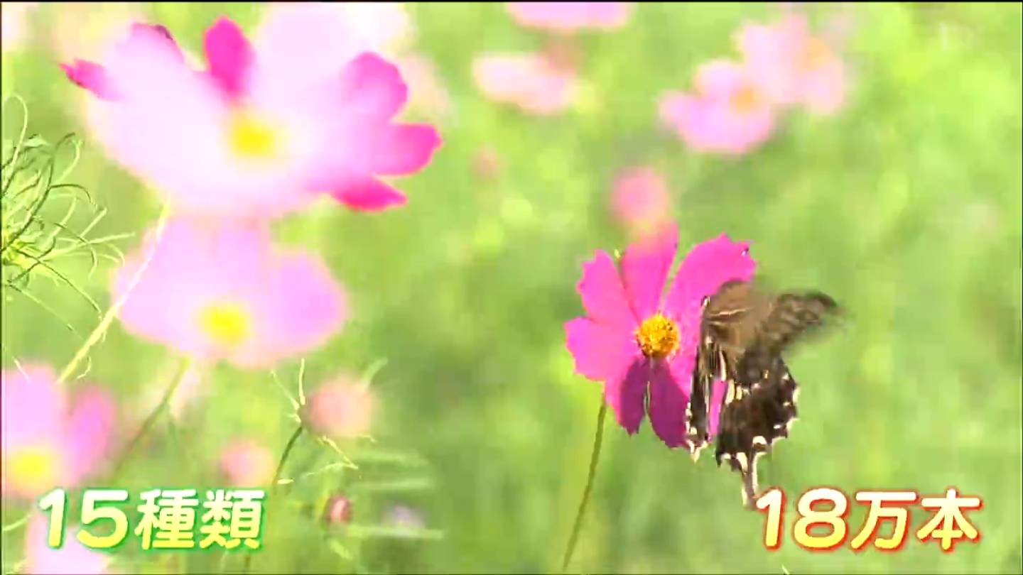 コスモス 園芸ネット本店｜コスモス（わい性）：ソナタミックス4号鉢植え* の