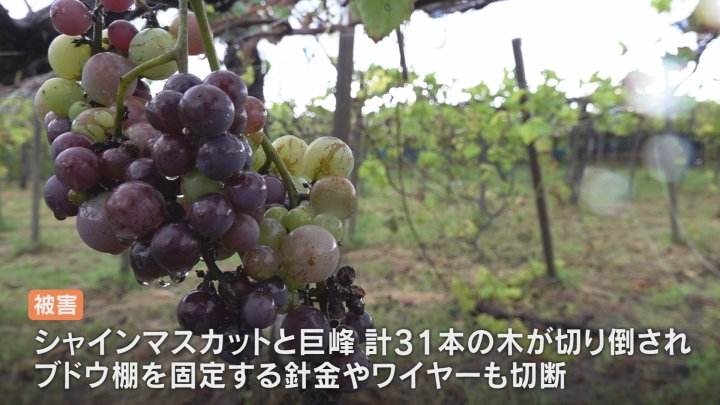 針金 ワイヤー 農業用 ぶどう 葡萄棚 棚 【公式通販】