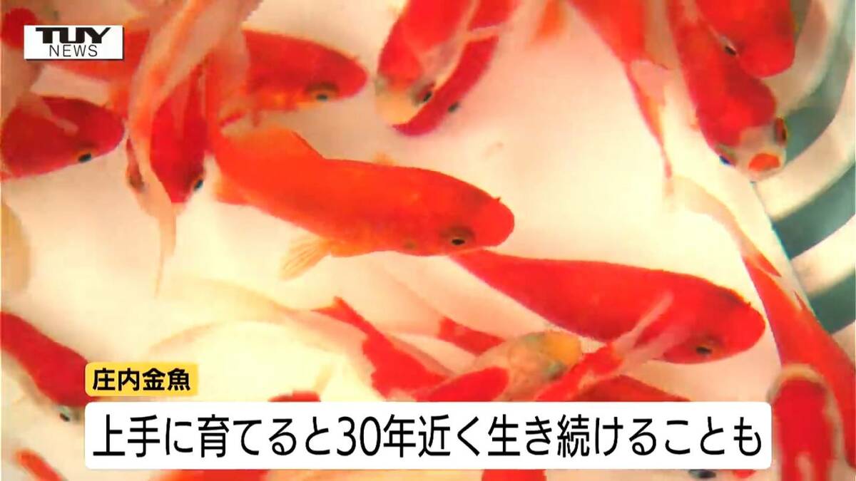 上手に育てれば30年近く生きる!? 優雅に泳ぐ“振袖金魚” 夏の風物詩