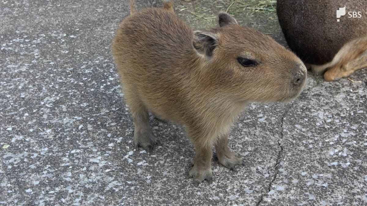 小さくて、もふもふして好き」カピバラ赤ちゃん次々誕生 来園者の人気