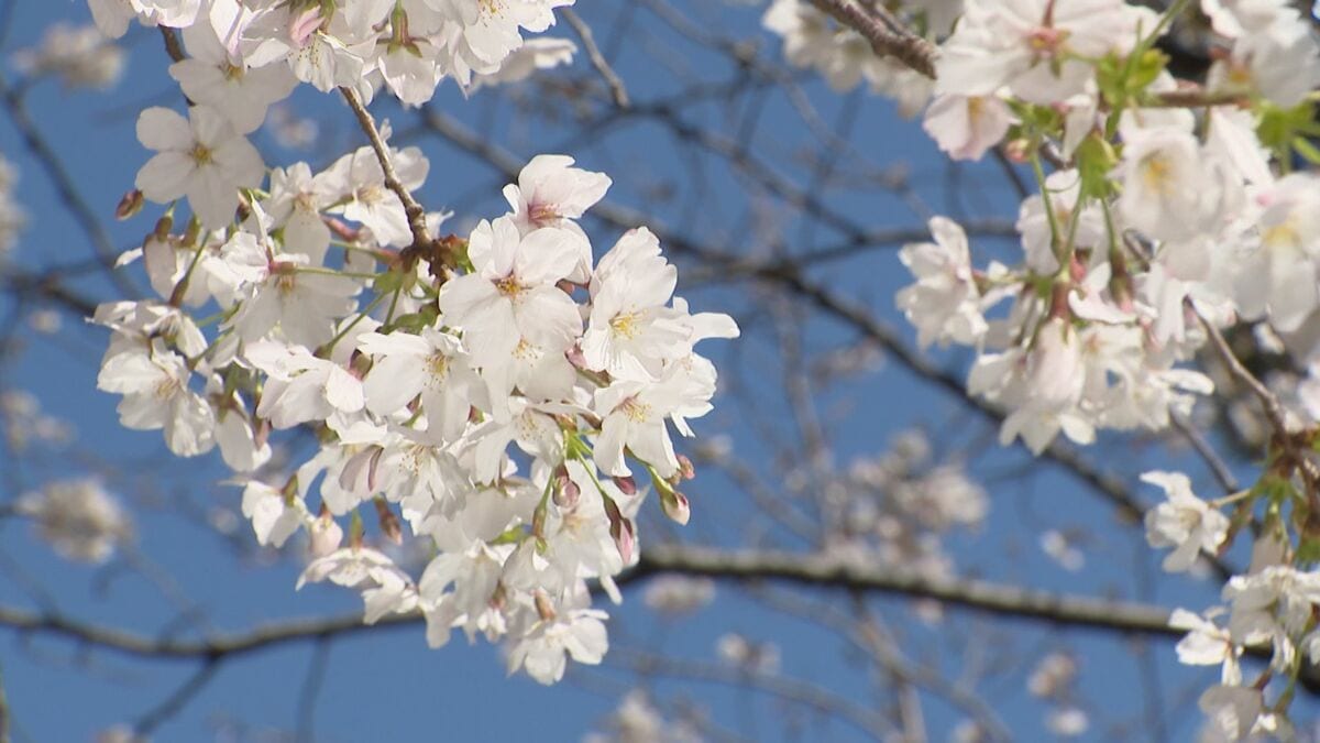 1990年代には花見客の“ゴミ問題”が… 今は｢持ち帰り｣がルール “違法駐車”防ぐため今年から通行止め措置も 名古屋･鶴舞公園