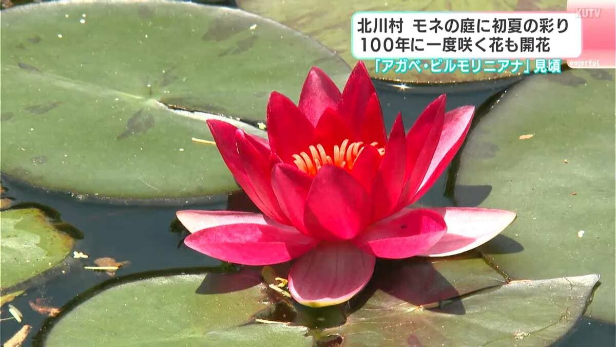 北川村モネの庭に初夏の彩り　１００年に一度咲く花「アガベ・ビルモリニアナ」と１００輪のスイレン共演【高知】