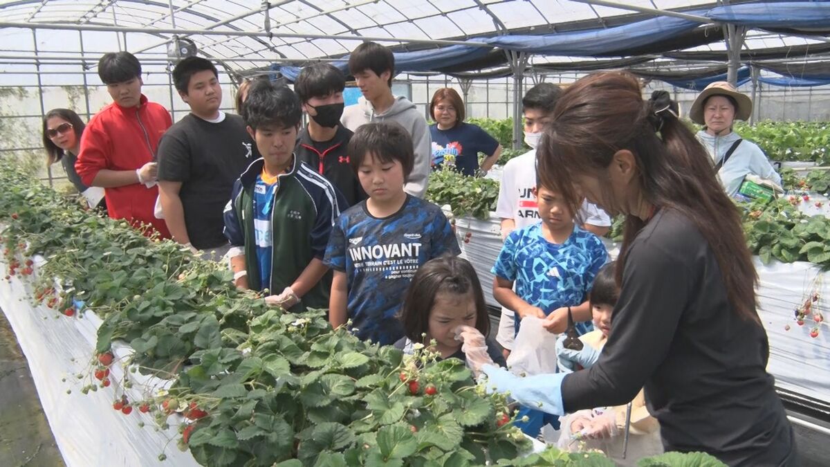 学童クラブに通う子どもたちがイチゴの収穫体験　名護市屋我地島