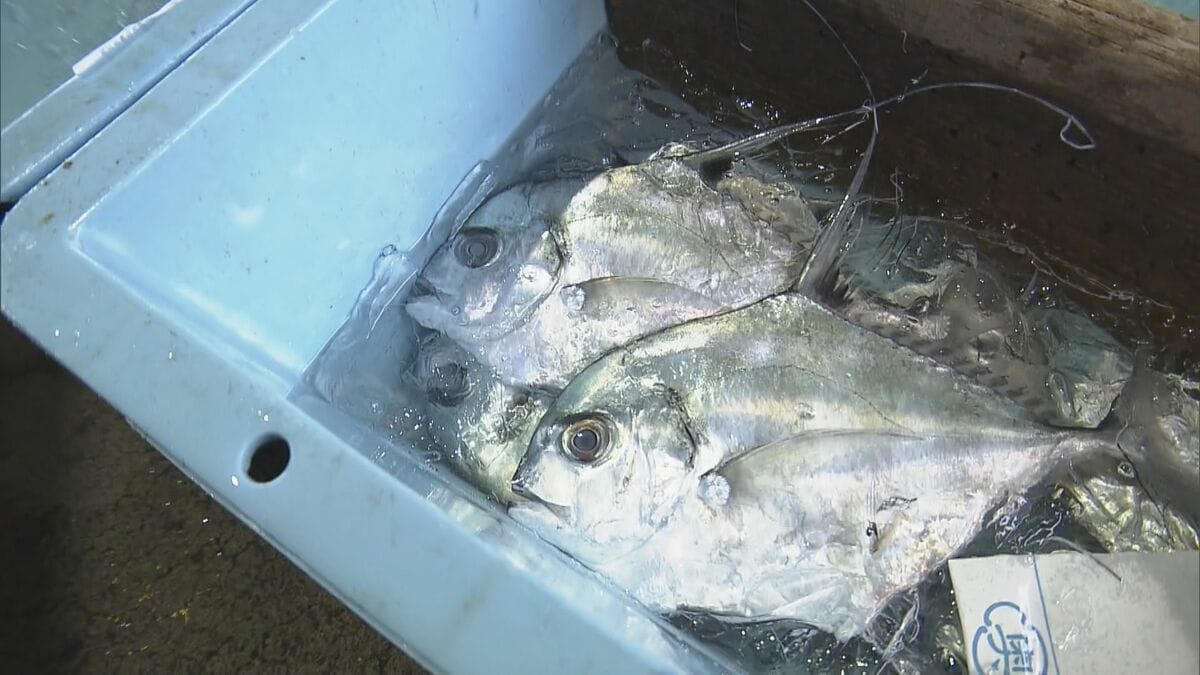 冬に夏の魚が… “なじみのない魚”をおいしく調理する三重の飲食店 近年続く伊勢エビ･アワビなど三重を代表する魚に訪れる不漁の危機