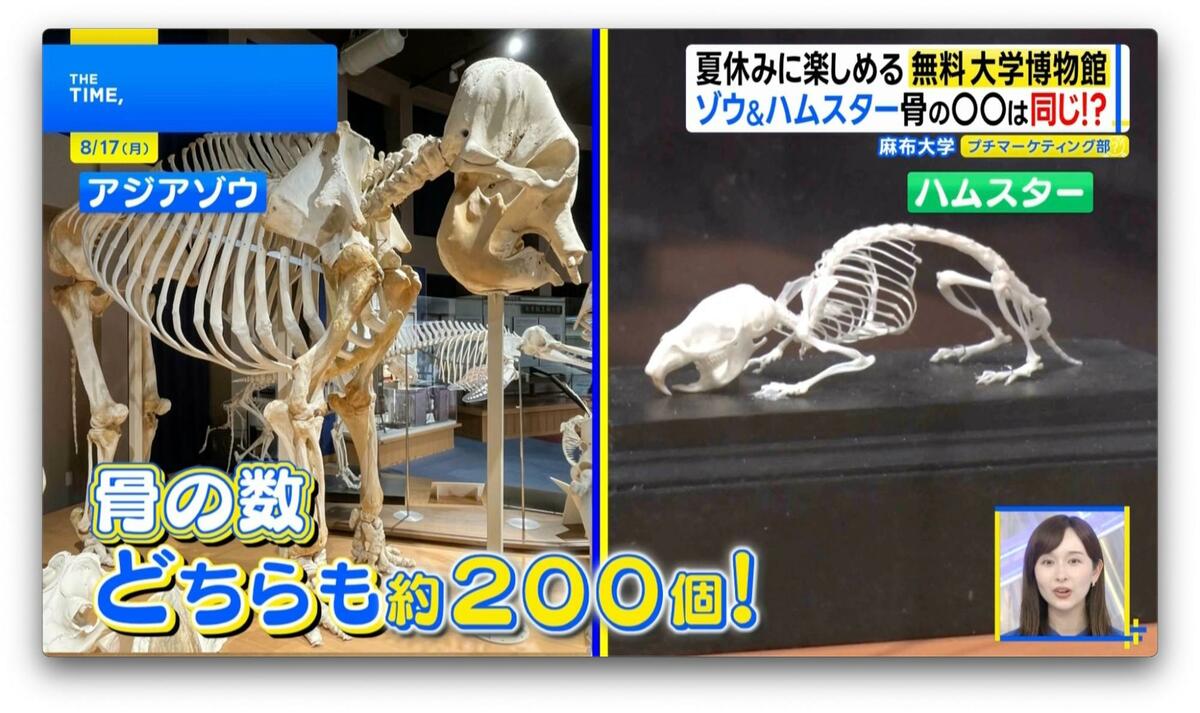 イルカの骨、白骨標本 イルカの骨、白骨標本 イルカの骨 頭蓋骨標本 U8536718 - コレクション通販