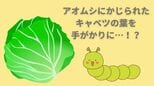 アオムシに寄生するハチは「キャベツの用心棒」だった!?かじられた痕を手がかりにアオムシを追跡!?|TBS NEWS DIG