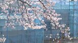 【映像】請戸川リバーラインの桜 福島・浪江町【カメラめせん】|TBS NEWS DIG