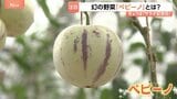 「食感も弾力あって野菜ではあまりないような味」 幻の野菜「ペピーノ」とは? メロン?トマト?洋梨?注目度が上昇中! 7月6日は“サラダ記念日”です|TBS NEWS DIG