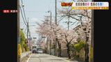 住民自慢の「桜並木」が伐採の危機に!?理由は“狭くて危険な道路”の歩道整備工事...『桜を守りたい住民』と『安全を優先したい市』が対立|TBS NEWS DIG