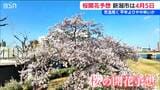 今年の桜は4月5日【開花予想日】新潟市中央区|TBS NEWS DIG