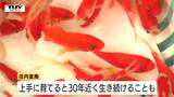 上手に育てれば30年近く生きる!?　優雅に泳ぐ“振袖金魚”　夏の風物詩「金魚まつり」開催中（山形・庄内町）　|　山形のニュース│TUYテレビユー山形