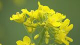 クマ警戒続けながら…恒例の「菜の花まつり」開催へ 朝と夕方のパトロールや24時間体制でカメラ監視 長野・飯山市|TBS NEWS DIG