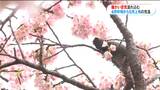 鹿児島県本土で今季初の20度超 春の陽気で河津桜・梅が見ごろ「心和やかに」 | 鹿児島のニュース|MBC NEWS|南日本放送