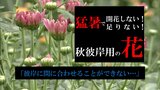 開花しない！足りない！“猛暑”の影響は秋彼岸用の花にも…　出荷数が例年の2割減　影響は当面続く見込み|TBS NEWS DIG